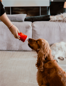 Peluche pour chien sur-mesure Japhy, Beast'izz