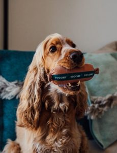 Réalisation peluche pour chien sur-mesure DogChef, Beast'izz