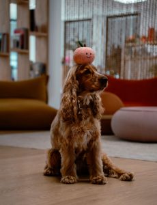 Réalisation peluche animaux sur-mesure Ultra Premium Direct, Beast'izz