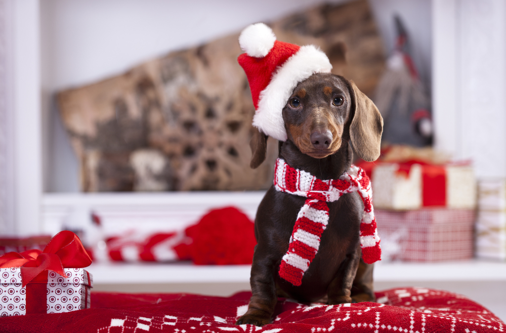 personnalisation objet et accessoire pour chien spécial Noël pour les opérations marketing entreprise