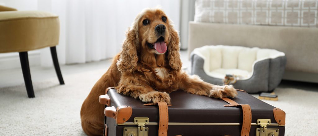 chien accueil hotel chambre