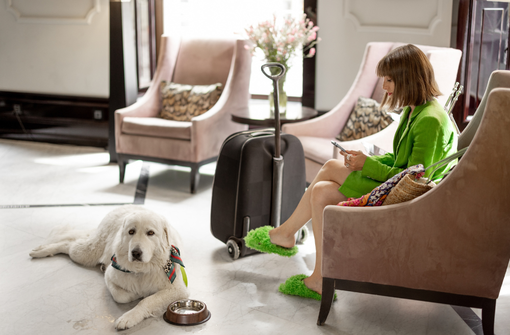 chein accueil création kit